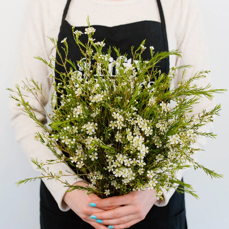White Wax Flower May 16th To November 30th Delivery Apron - Image
