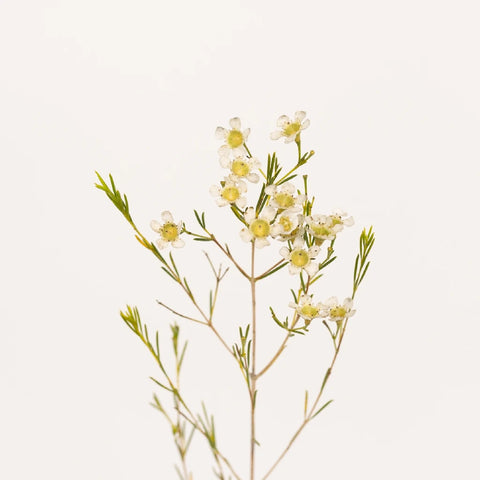 White Wax Flower May 16th To November 30th Delivery Stem - Image