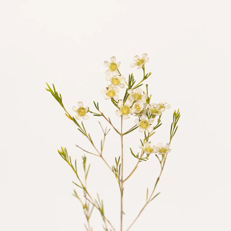 White Wax Flower May 16th To November 30th Delivery Stem - Image