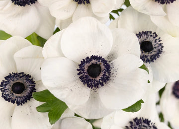 White With Dark Centers Fresh Cut Designer Anemones Close Up - Image