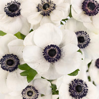 White With Dark Centers Fresh Cut Designer Anemones Close Up - Image