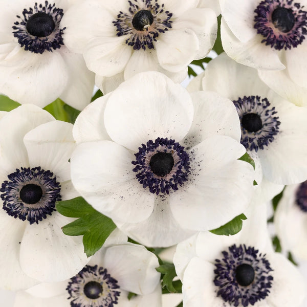 Buy Wholesale White with Dark Centers Fresh Cut Designer Anemones i