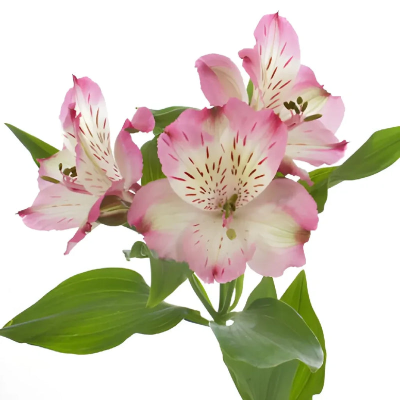 White With Pink Edges Peruvian Lily Apron - Image