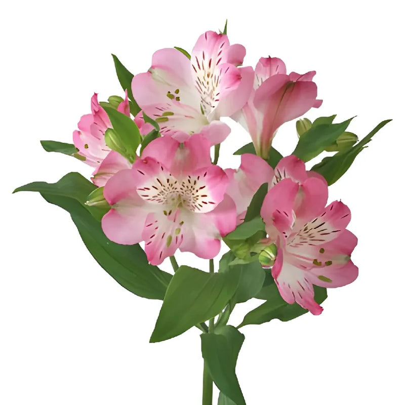 White With Pink Edges Peruvian Lily Stem - Image