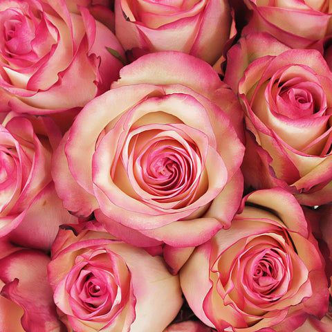 White with Pink Edges Valentines Day Rose Special