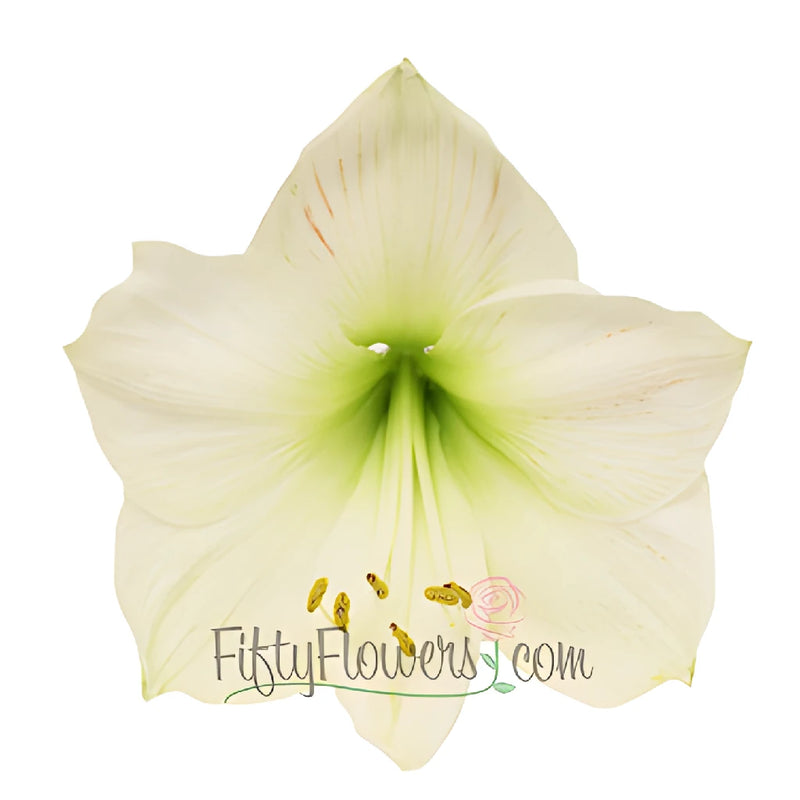 White Amaryllis Flowers