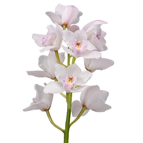 White Blush Pink Lip Cymbidium Orchids