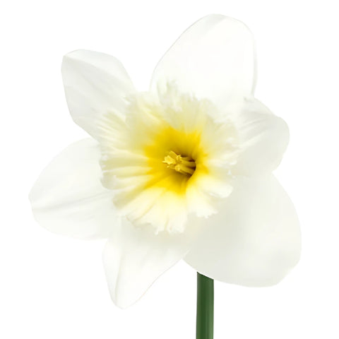 White Fresh Cut Daffodil Flowers