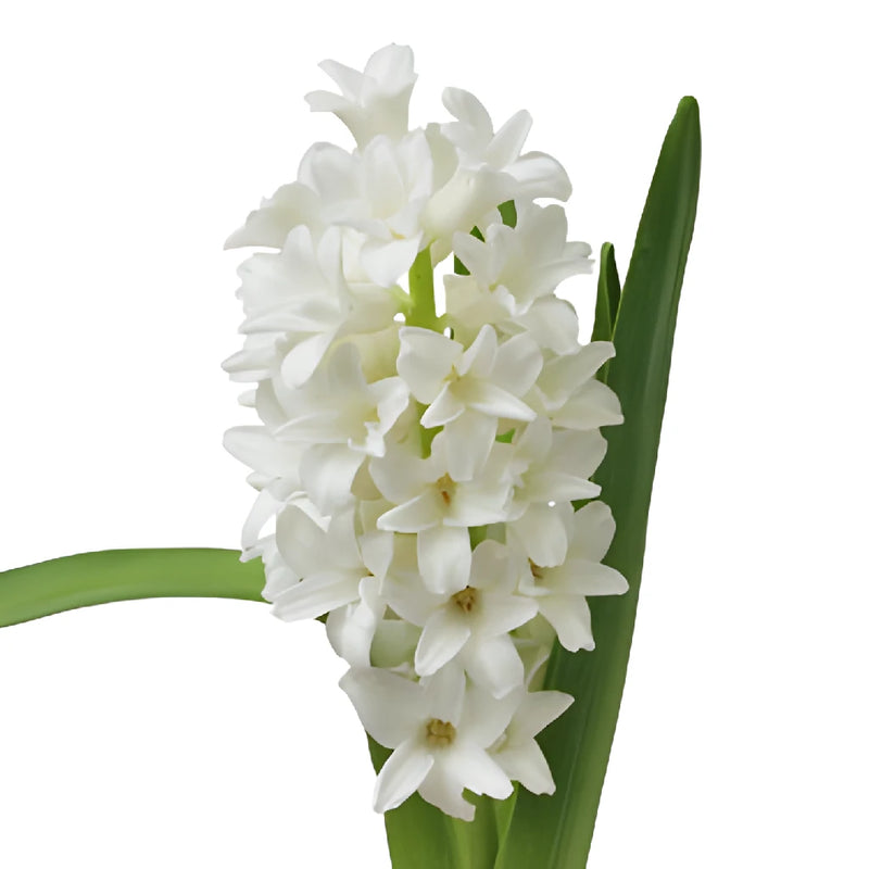 White Hyacinth Flowers