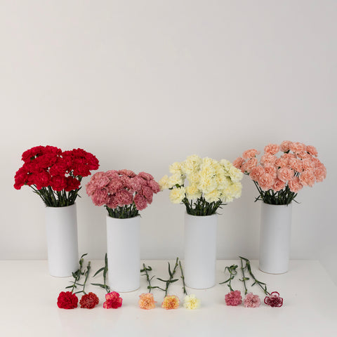 Wholesale Bulk Carnations 100 Stems Your Colors Close Up - Image