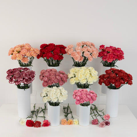 Wholesale Bulk Carnations 350 Stems Your Colors Close Up - Image