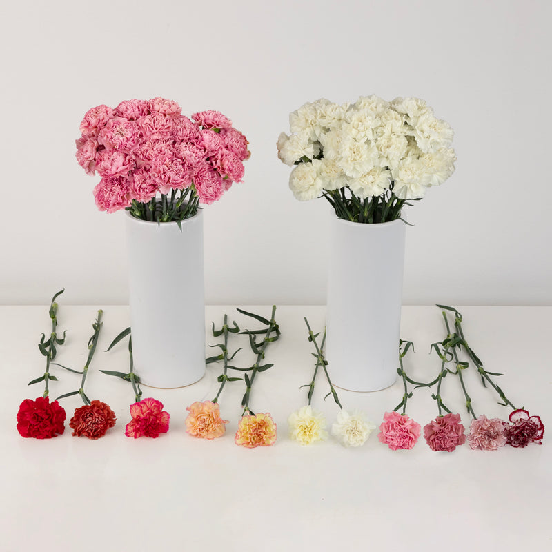 Wholesale Bulk Carnations 50 Stems Your Colors Close Up - Image