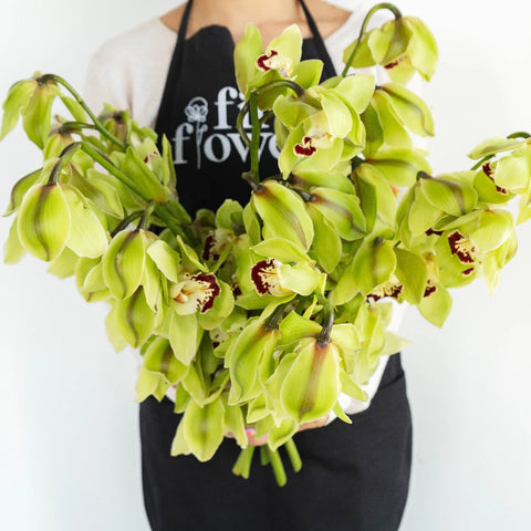Wholesale Cymbidium Orchids Orange Apron - Image
