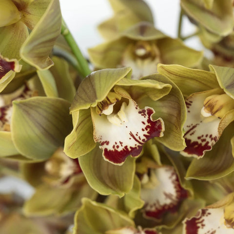 Wholesale Cymbidium Orchids Orange Close Up - Image