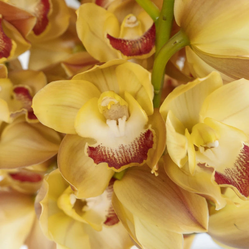 Wholesale Cymbidium Orchids Orange Close Up - Image