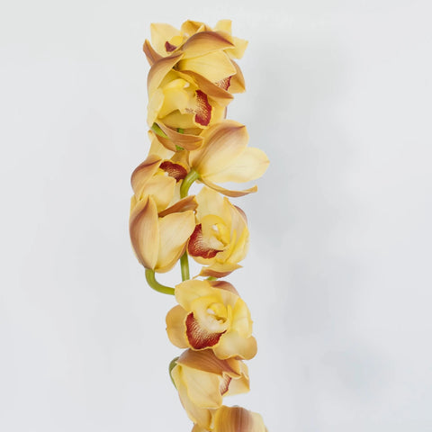 orange cymbidium orchids bouquet