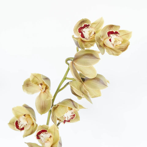 Wholesale Cymbidium Orchids Orange Stem - Image