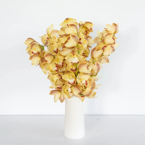 Wholesale Cymbidium Orchids Orange Vase - Image