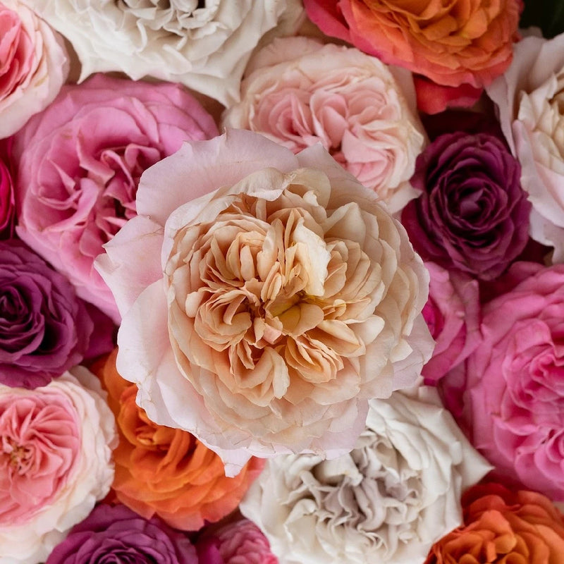 Wholesale Garden Roses Assorted Colors Close Up - Image