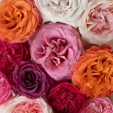 Wholesale Garden Roses Assorted Colors Stem - Image