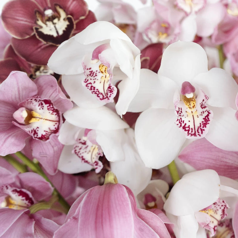 Wholesale Mothers Day Pastel Cymbidium Orchids Close Up - Image