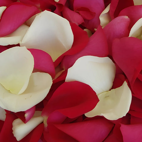 Raspberry cream Real Rose Petal flatlay