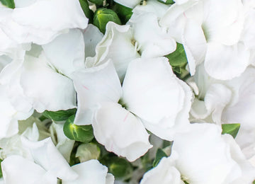 White Solomio Wholesale Flowers Up Close