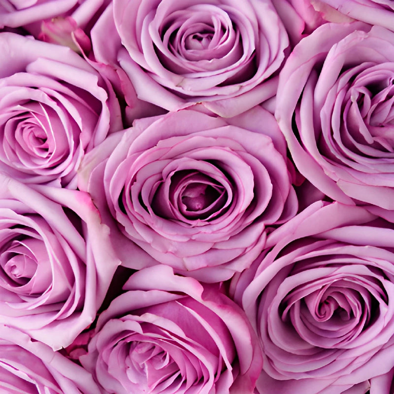 Cool Water Lavender Rose