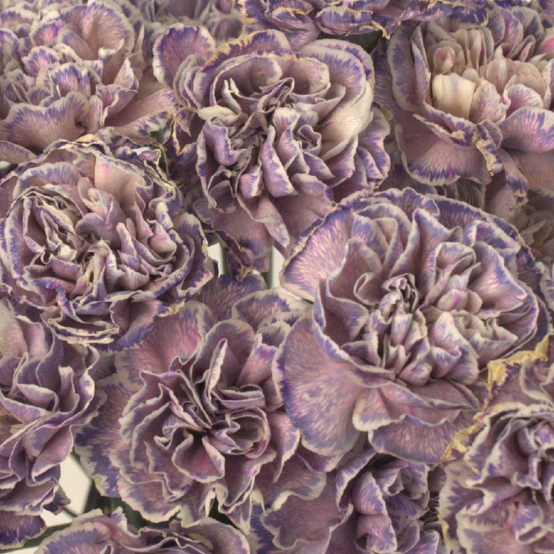 Wild Pink Wholesale Carnation Bulk Flower Close Up - Image