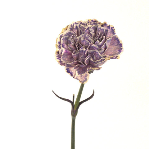 Wild Pink Wholesale Carnation Bulk Flower Stem - Image