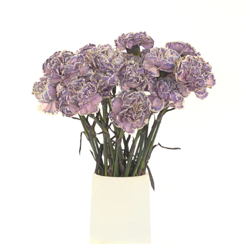 Wild Pink Wholesale Carnation Bulk Flower Vase - Image