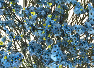 Capri Blue Airbrushed Limonium Flowers