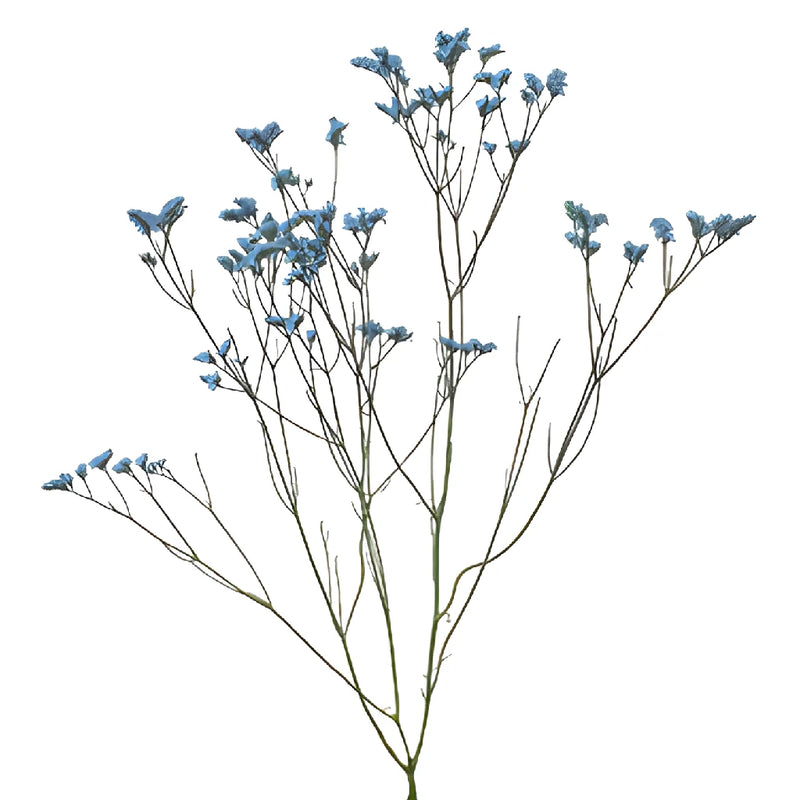 Capri Blue Airbrushed Limonium Flowers
