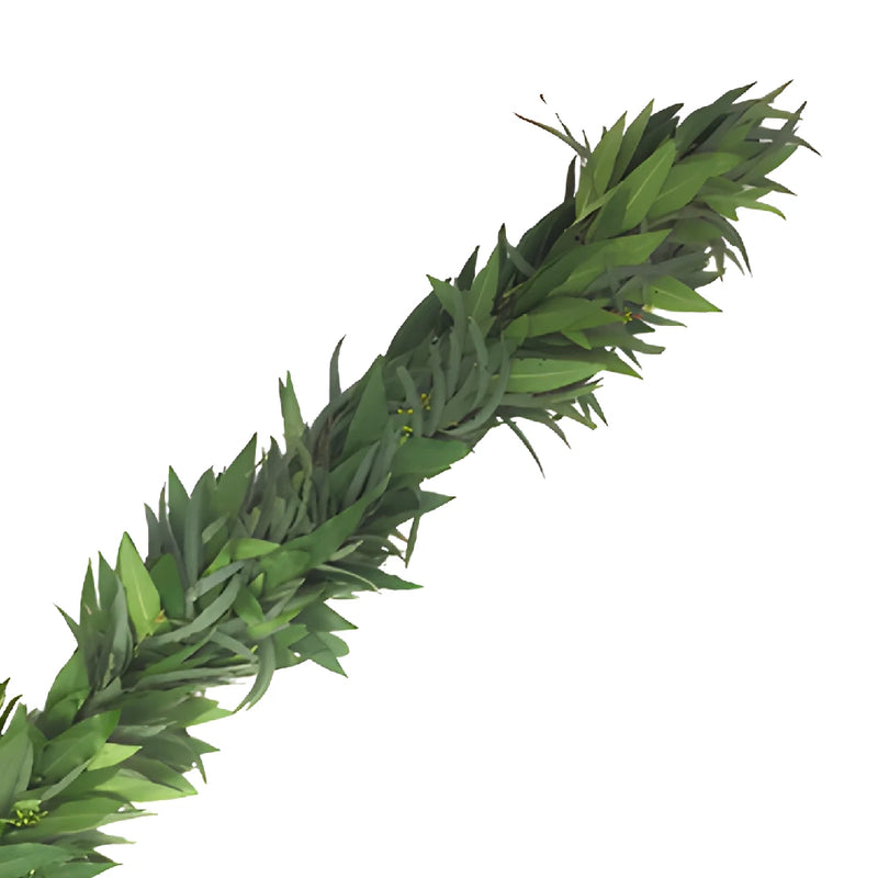 Willow Seeded Eucalyptus and Bay Leaf Wholesale Greenery FlatLay