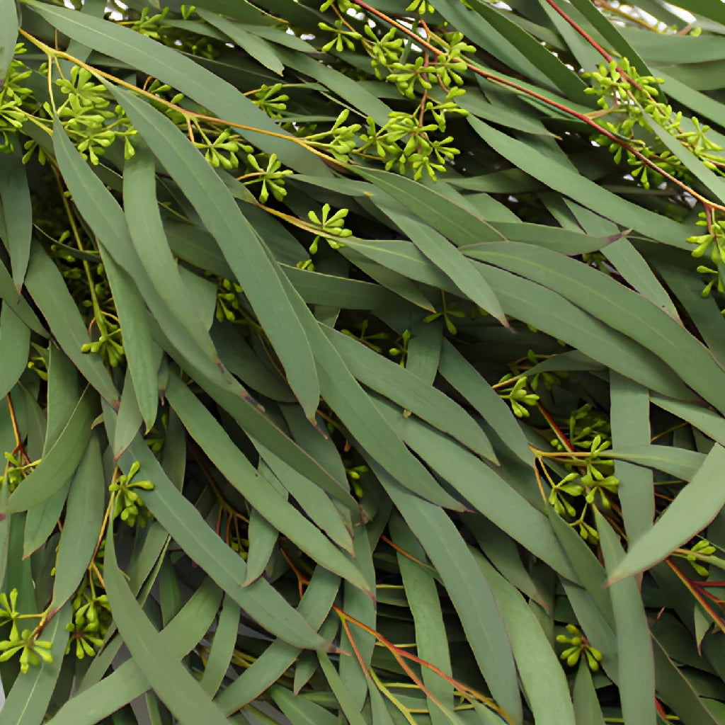 seeded eucalyptus plants for sale Buy Wholesale Willow Seeded Eucalyptus Greenery in Bulk