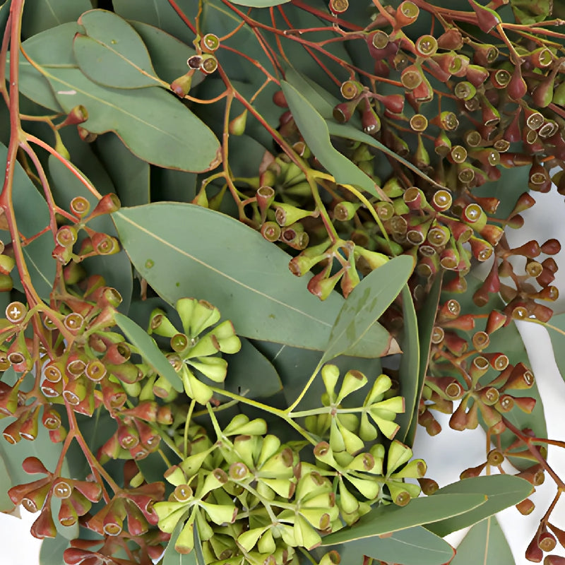 Willow Seeded Eucalyptus Wholesale Greenery Up Close