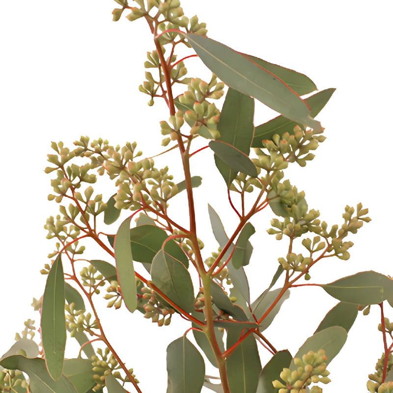 Willow Seeded Eucalyptus Wholesale Greenery Stem