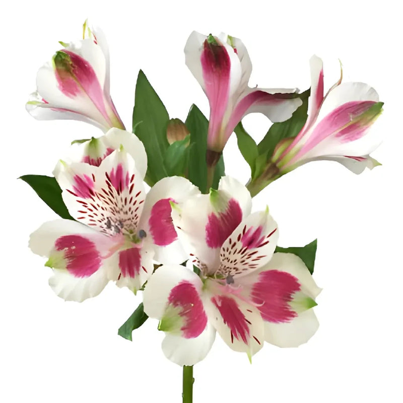 Wine And White Peruvian Lilies Stem - Image