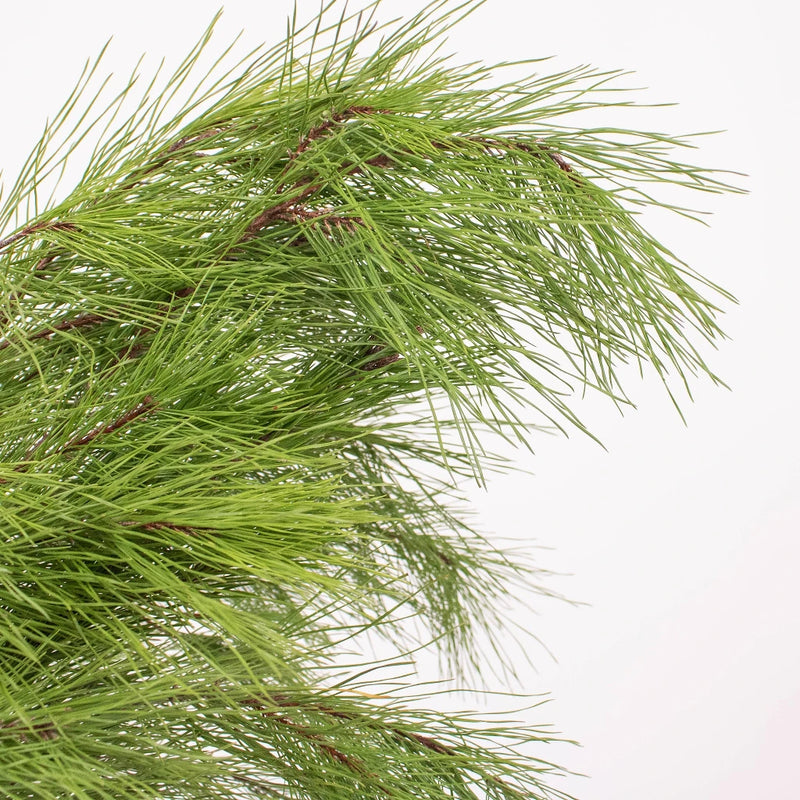 Winter Pine Greenery Up Close