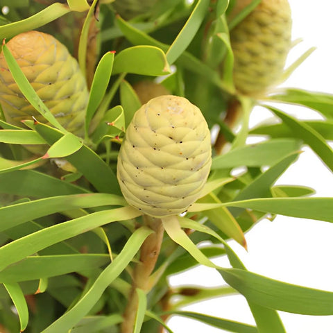 Winter Sunshine Cone Leucadendron Close Up - Image