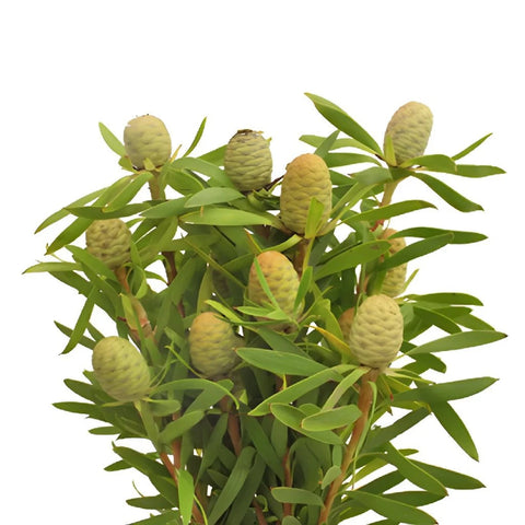 Winter Sunshine Cone Leucadendron Stem - Image