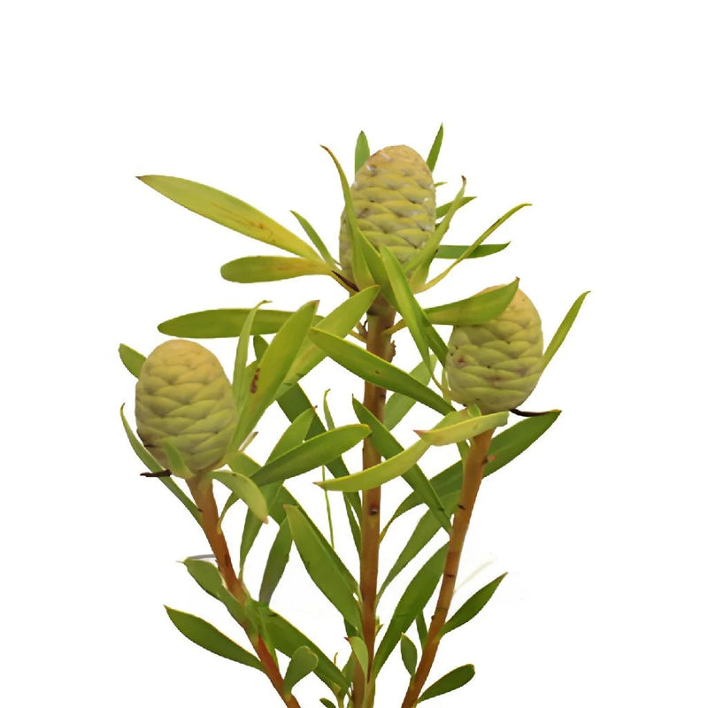 Winter Sunshine Cone Leucadendron Vase - Image