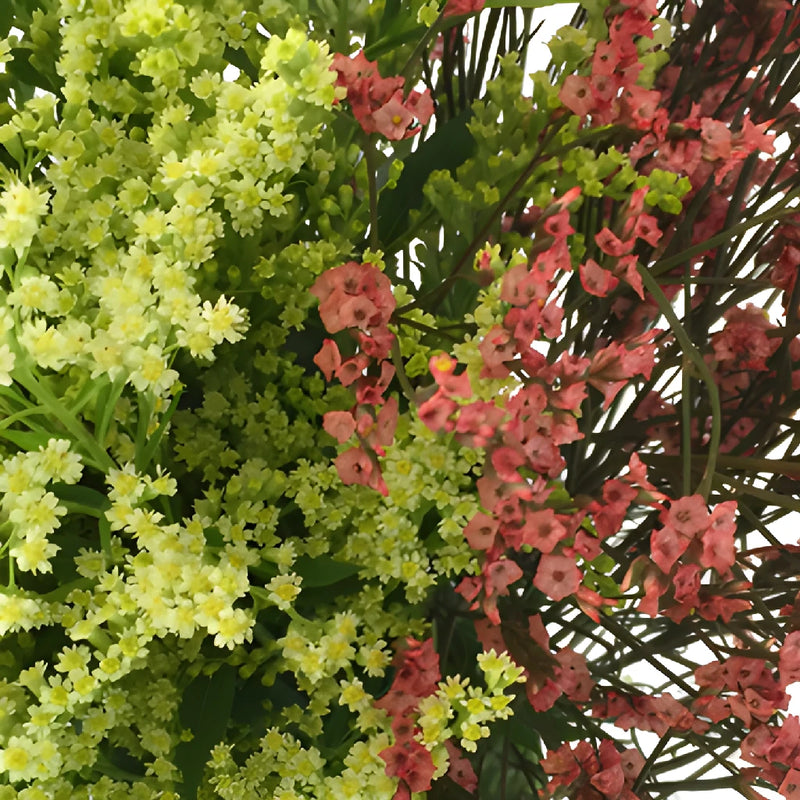 Wispy Filler Coral and Lime DIY Flower Kit Up Close
