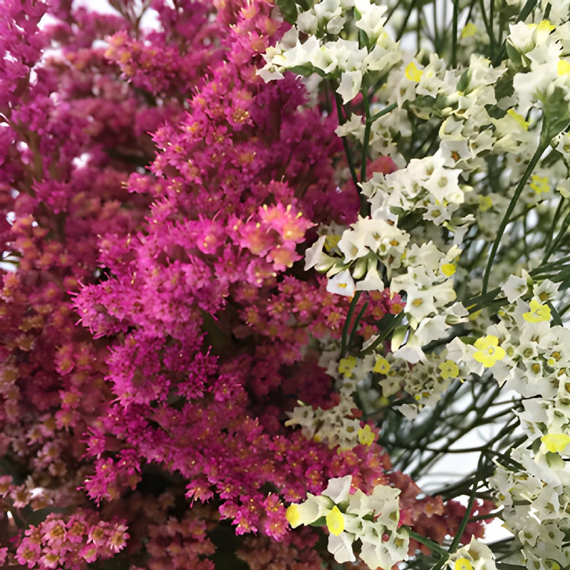 Wispy Filler Pink and White DIY Flower Kit Up Close