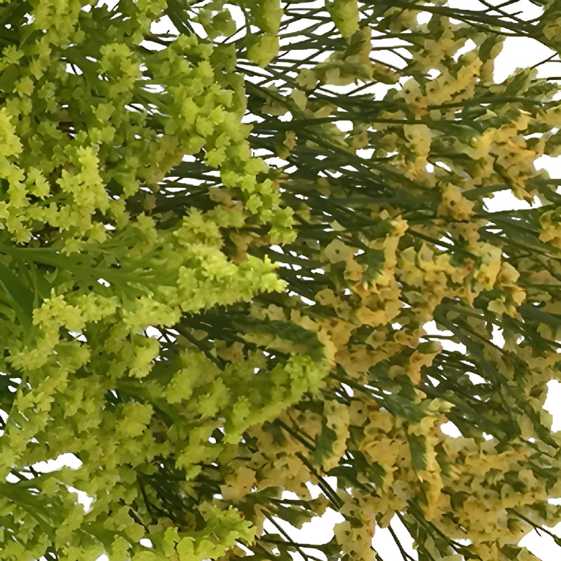 Wispy Filler Yellow and Gold DIY Flower Kit Up Close