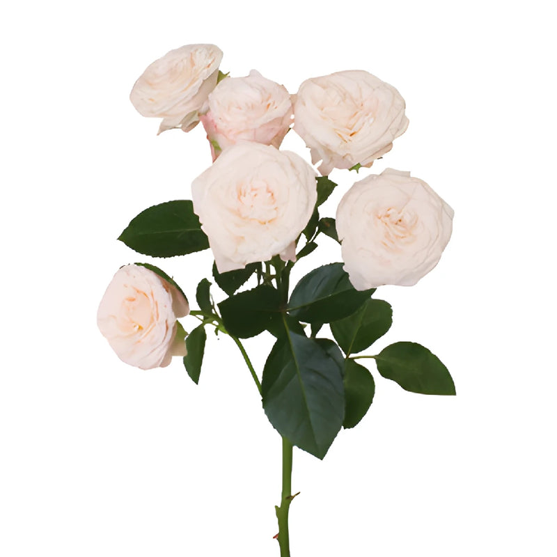 Wispy Pink Bulk Spray Rose