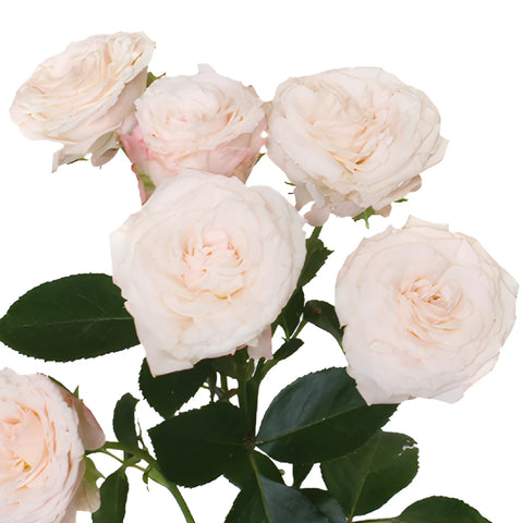 Wispy Pink Bulk Spray Rose