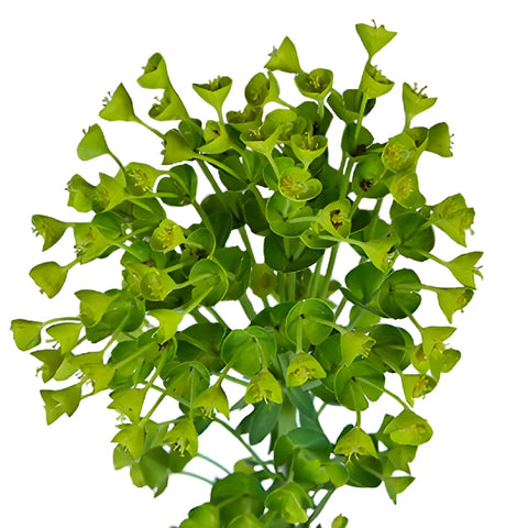 Fresh cut greens wolfini euphorbia greenery sold near me for delivery