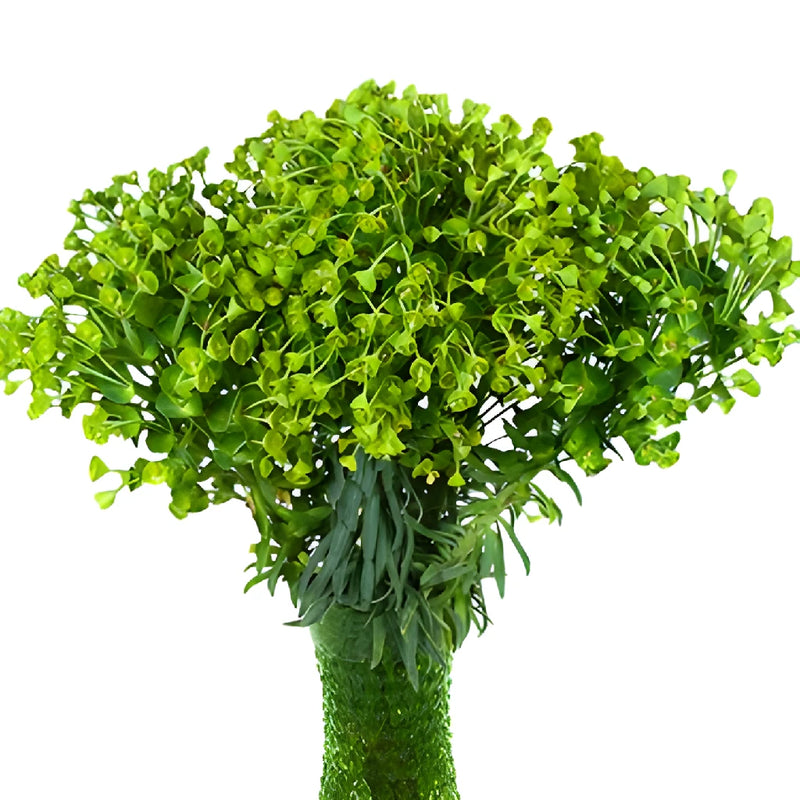 Wholesale greenery wolfini euphorbia filler flower sold as bulk