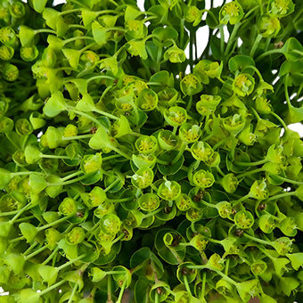 Wedding greenery wolfini euphorbia filler flowers sold near me
